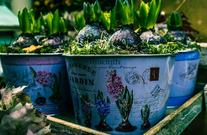 Benefits of Container Gardening 