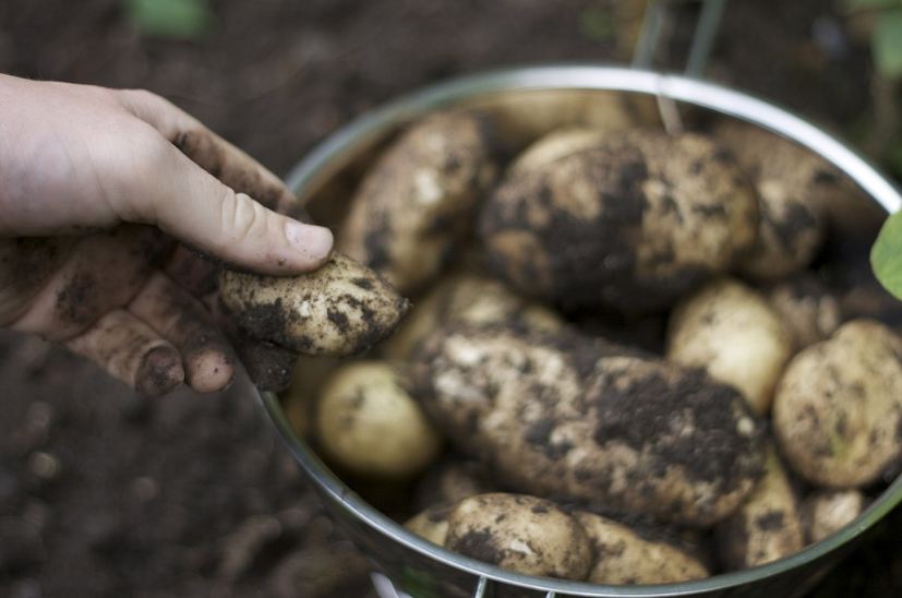 How to Plant Seed Potatoes