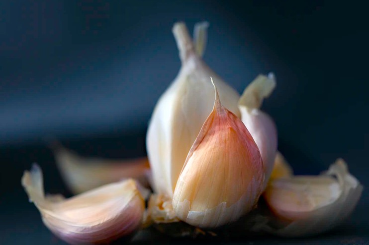 Garlic