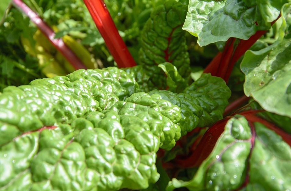 Swiss-Chard