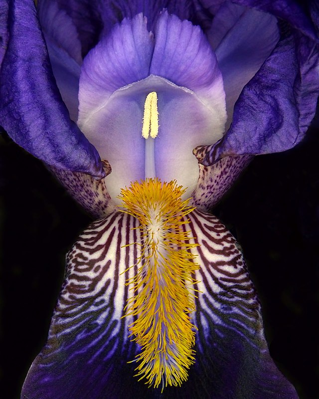 bearded iris