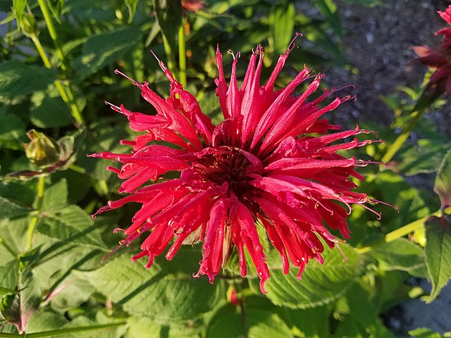 beebalm