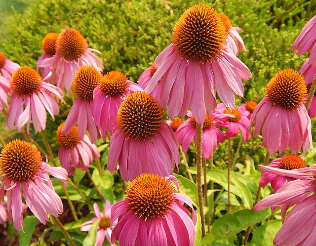 coneflowers