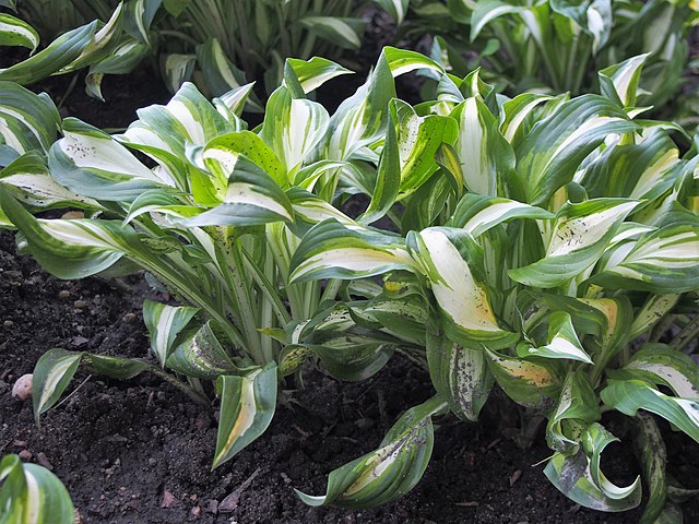 hosta