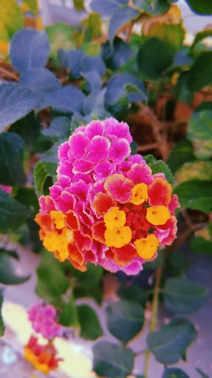 lantana flowers