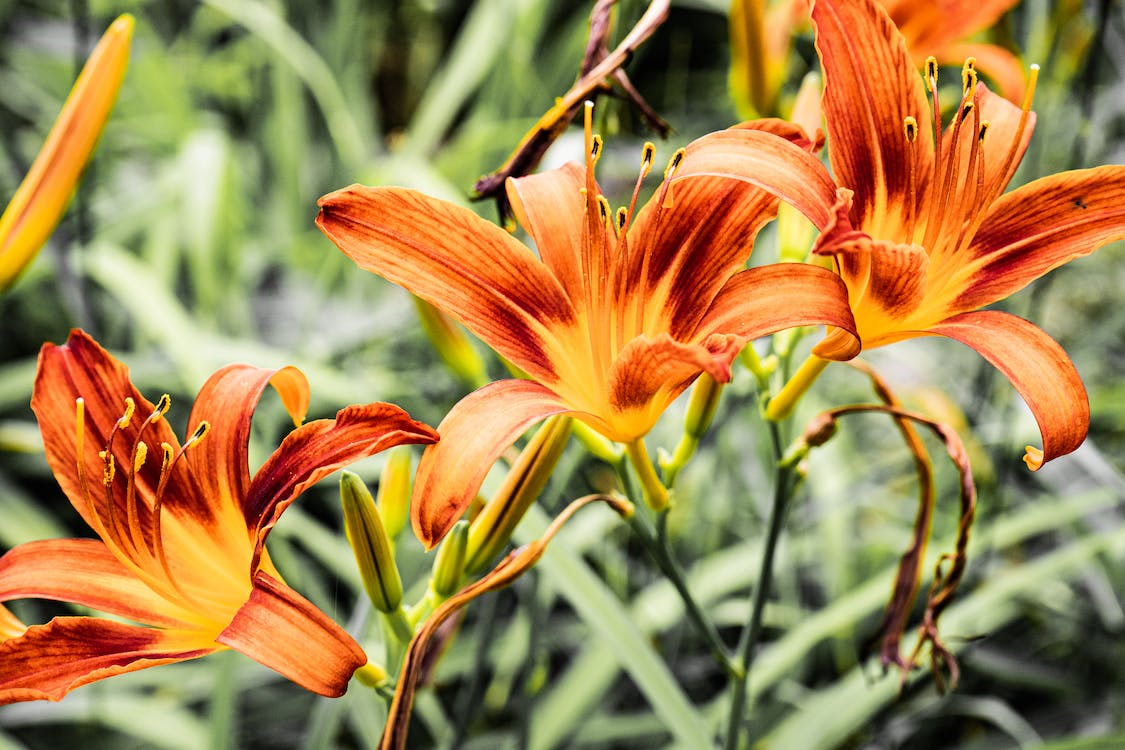 orange daylilies