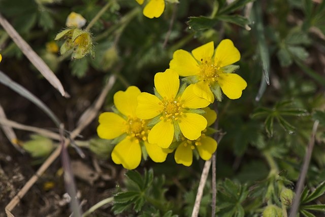 potentilla