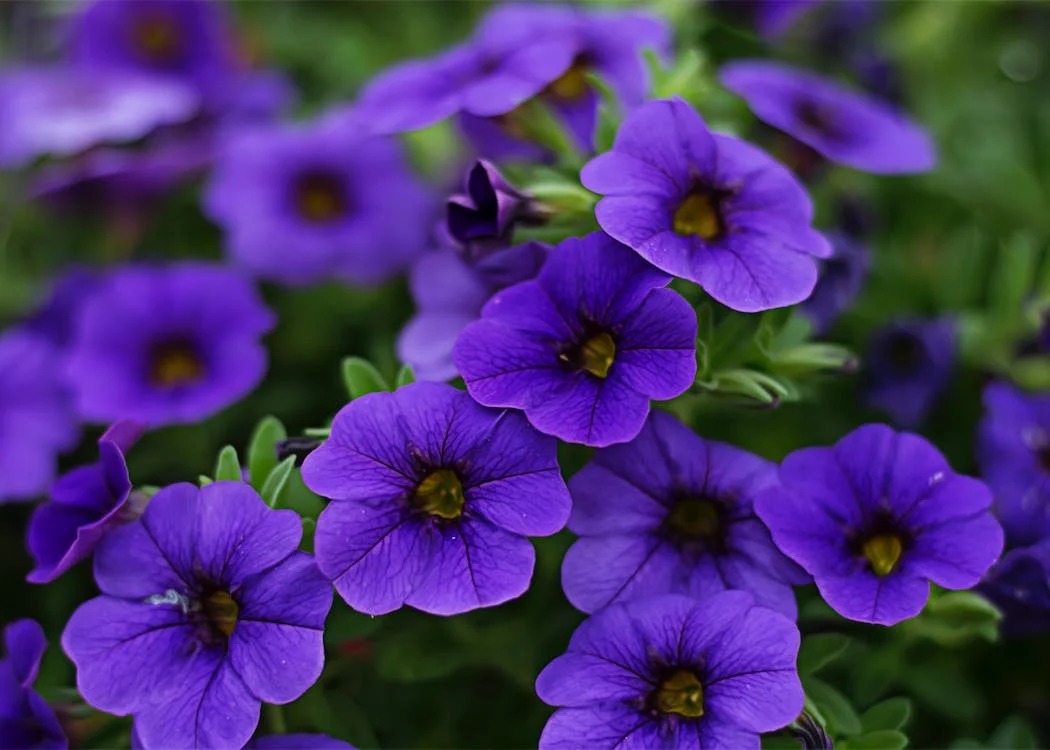 purple petunia flowers