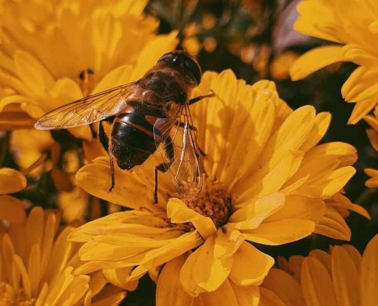 bee pollinating a flower