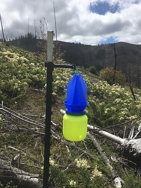 blue bee trap