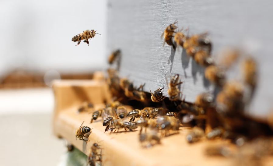 swarm of bees on a wooden plank