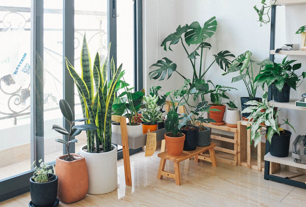 Potted houseplants in the corner of the room