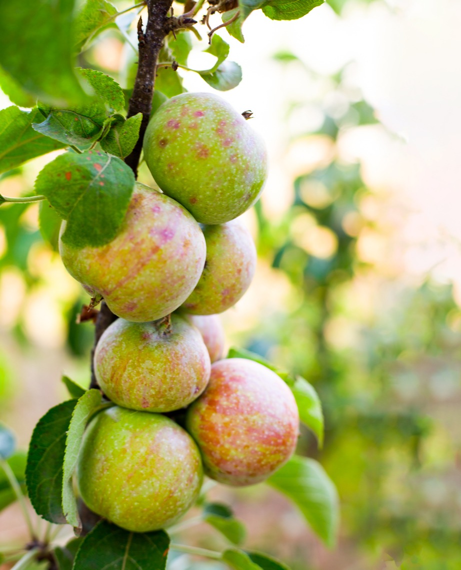 Understanding Columnar Fruit Trees