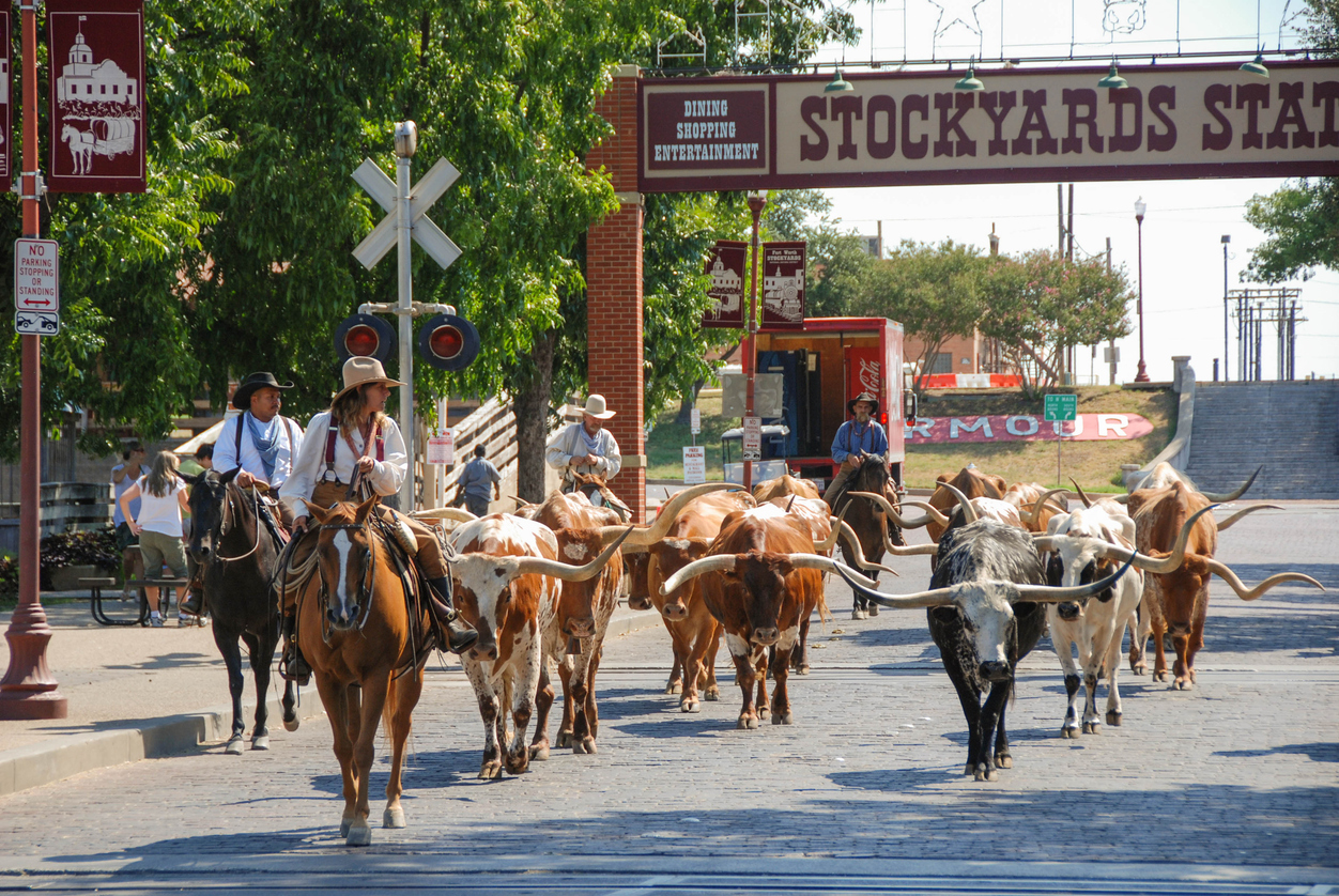 Parade of cowboys and steer cattle in the Fort Worth Stockyards in Texas