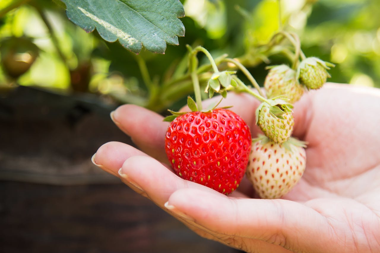 Growing Strawberries in Containers