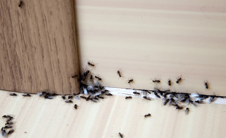 4. Get ants out naturally