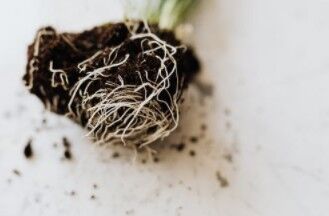 Too Much Fertilization