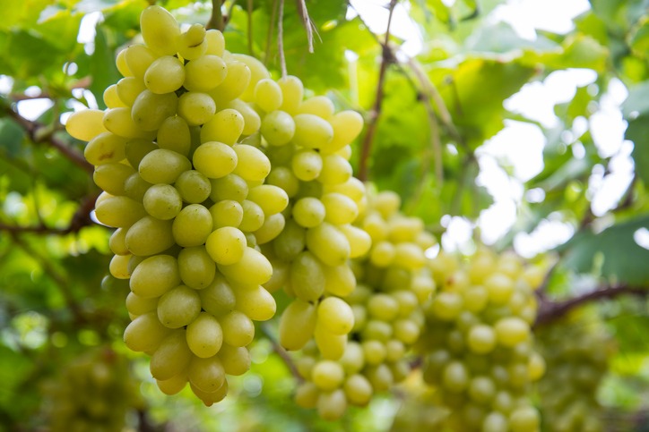Uses and Health Benefits of Grapes