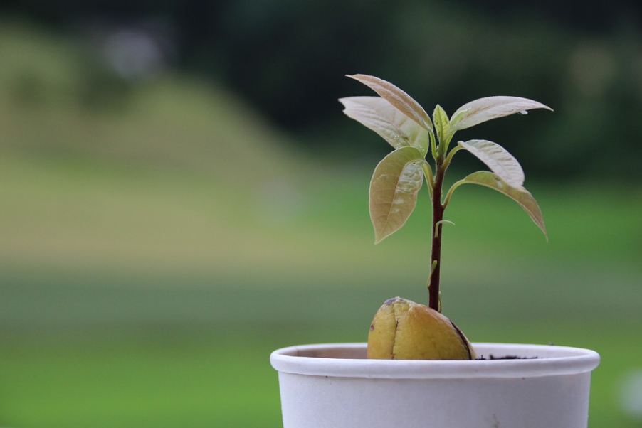 avocado seedling in a pot