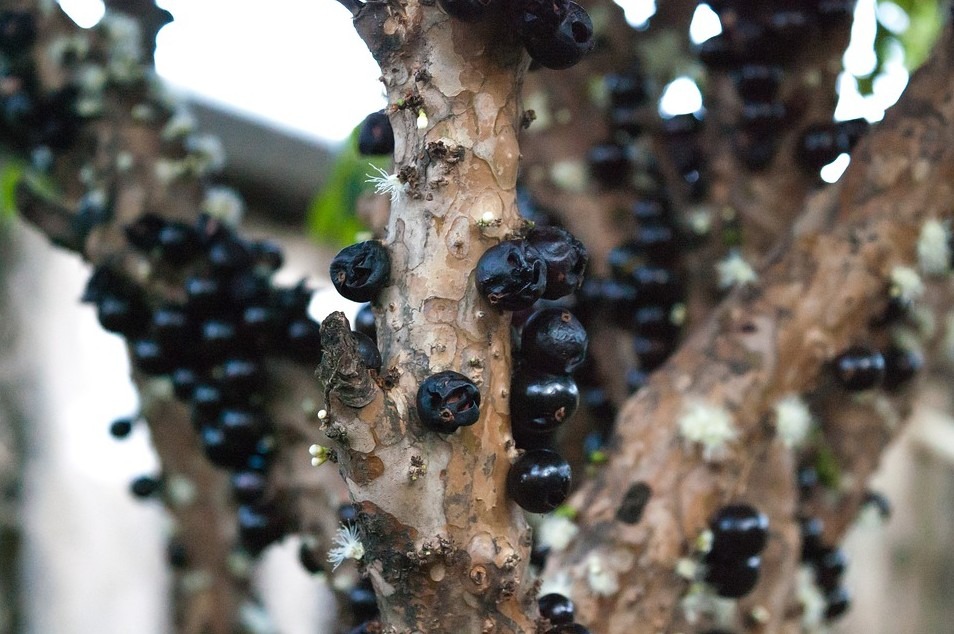 Dark purple Jaboticaba trees growing on a branch