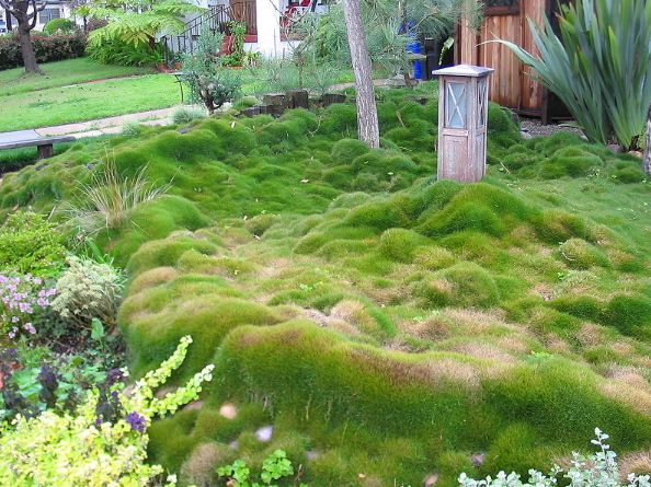 Image of Cultivated Zoysia Grass.