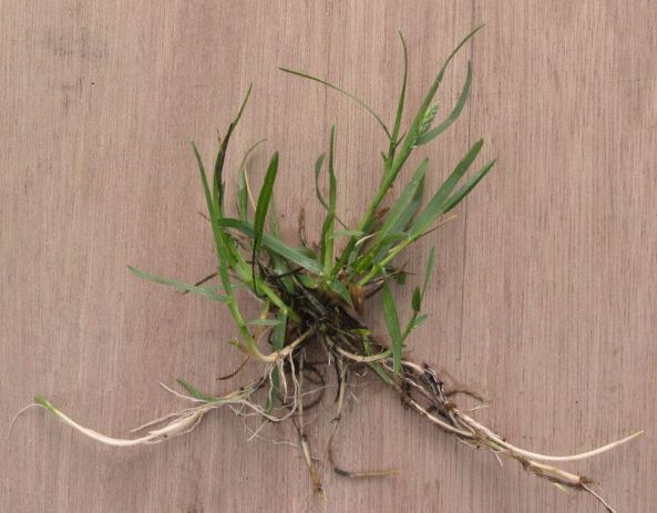 Picture of Kentucky bluegrass.