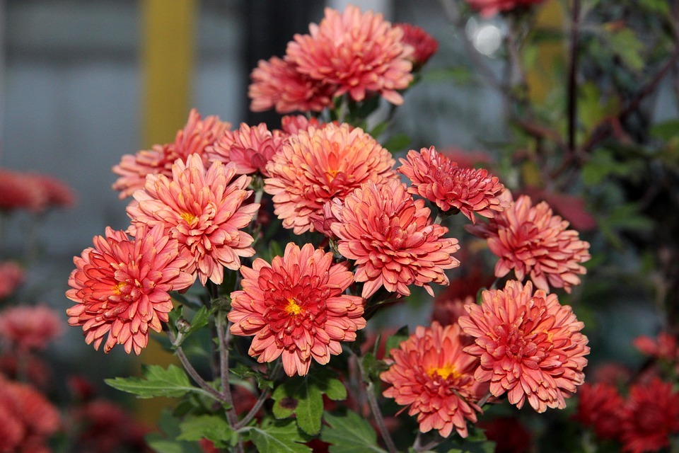 Chrysanthemum
