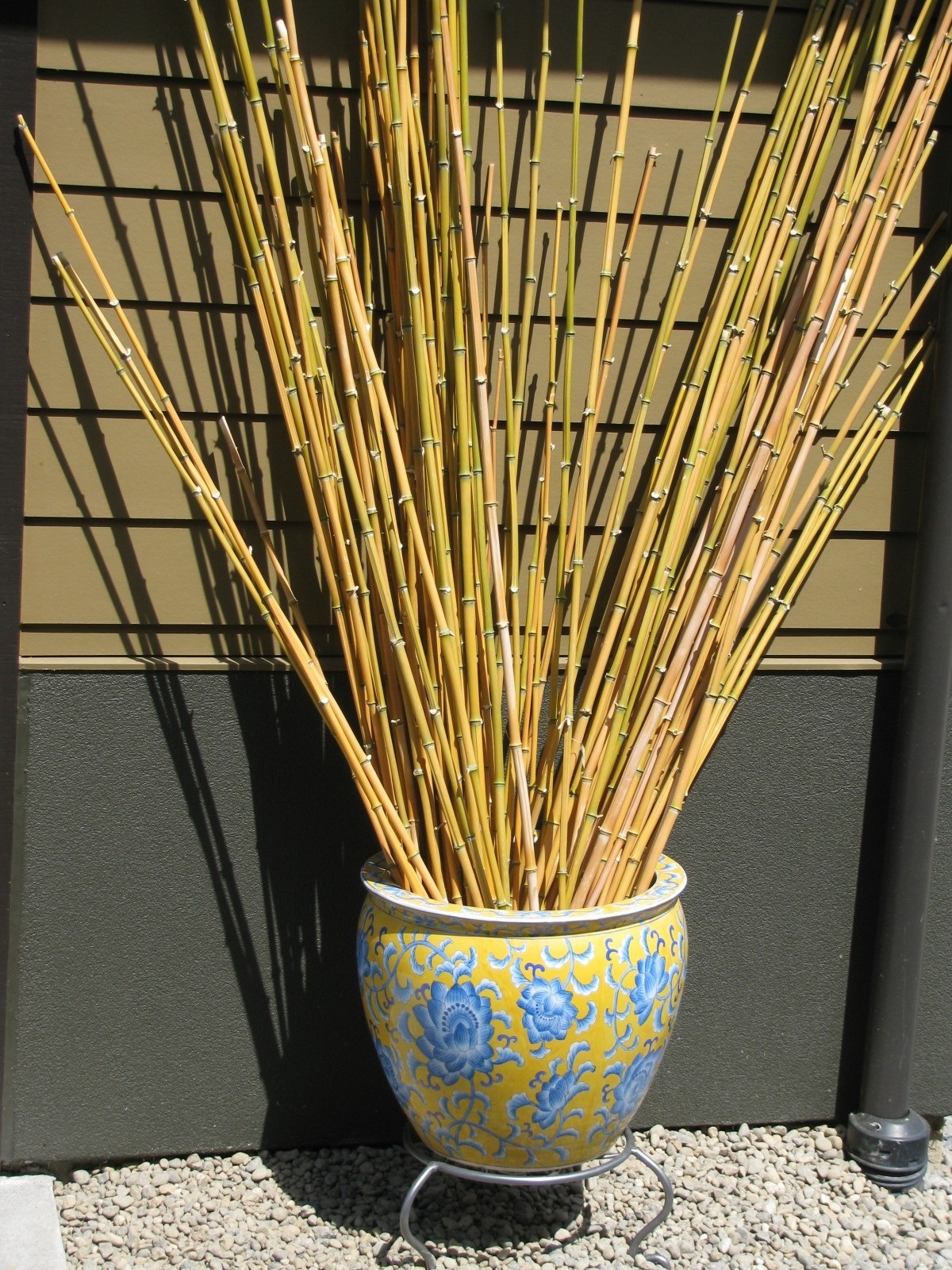 Bamboo Shoots on Vase
