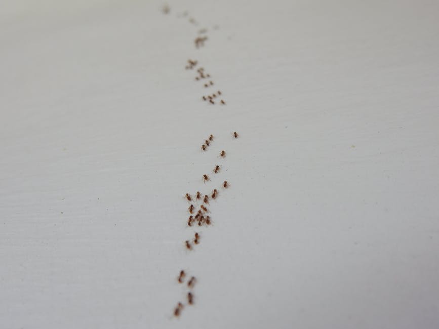 Get ants out naturally