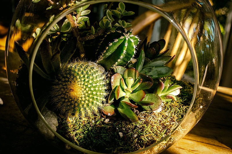 Cactus for Decoration