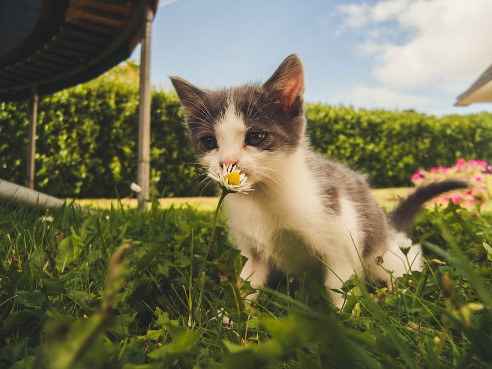 5 Reasons Why Your Cat Goes Outside of the litter box