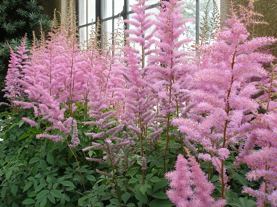 Astilbe plants planted near a house wall