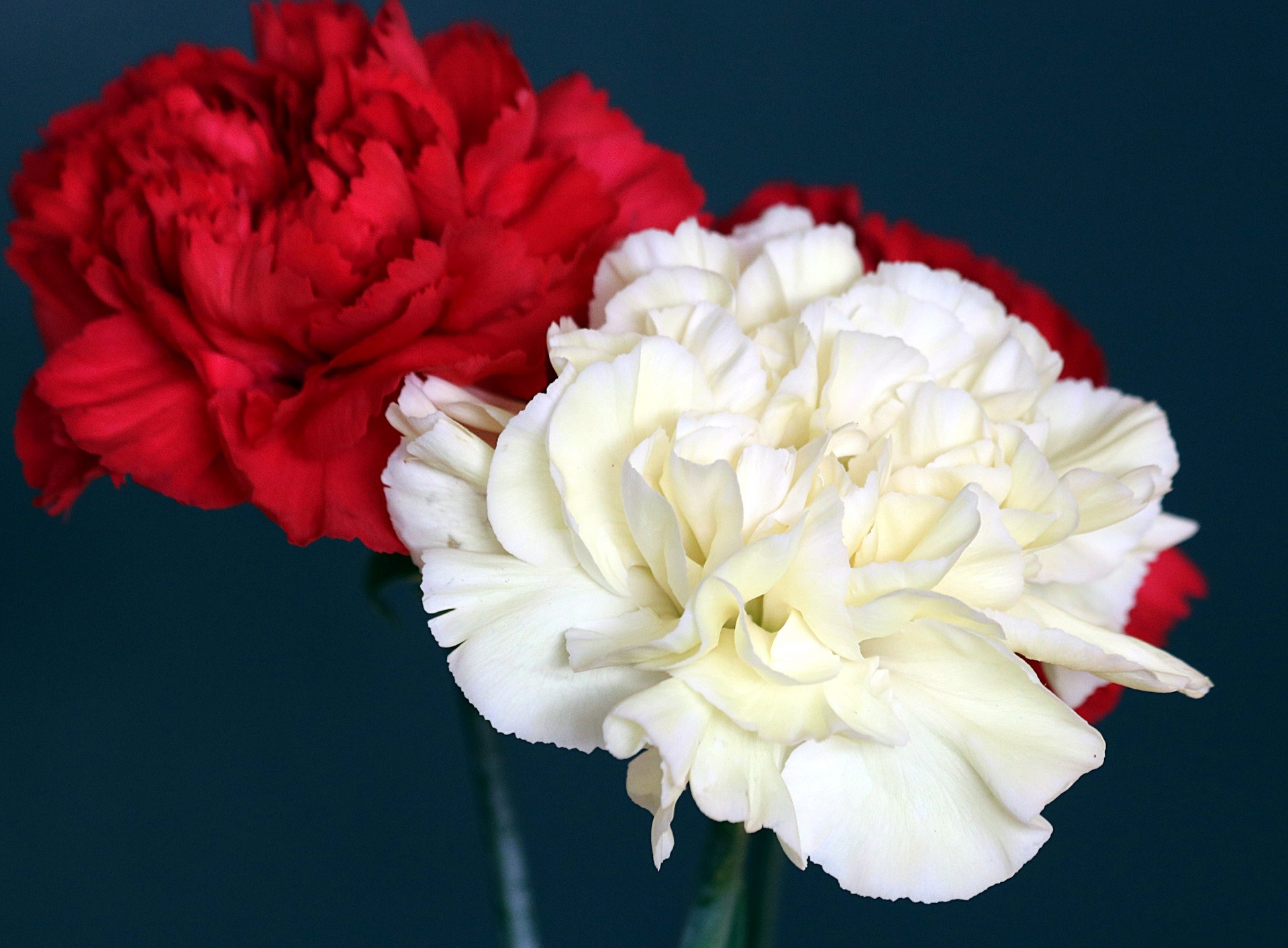 A bundle of carnation flowers in red and white