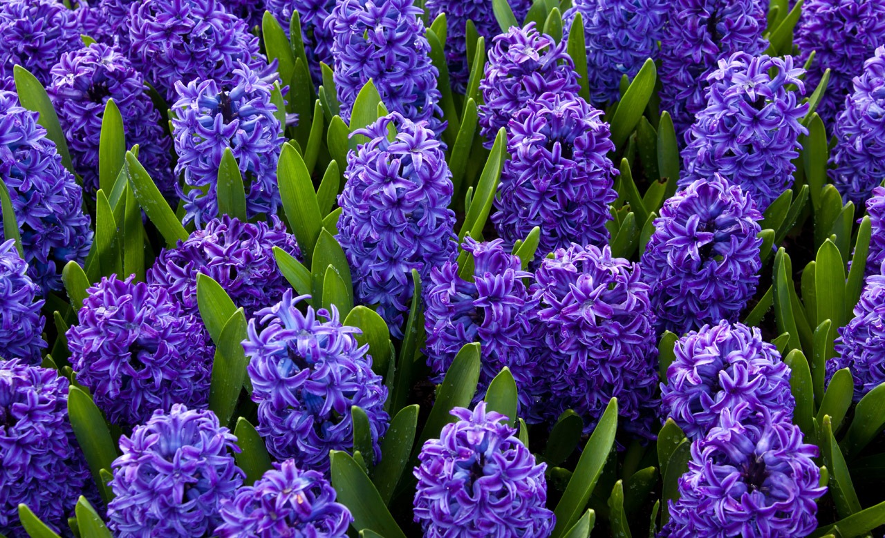Blue hyacinths in a flower garden