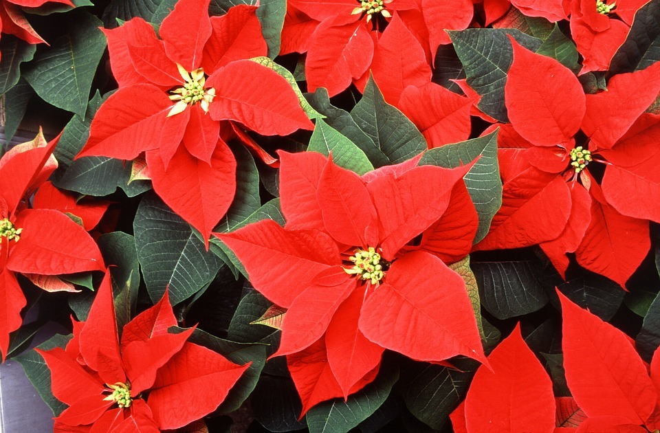Poinsettia flowers bunched together