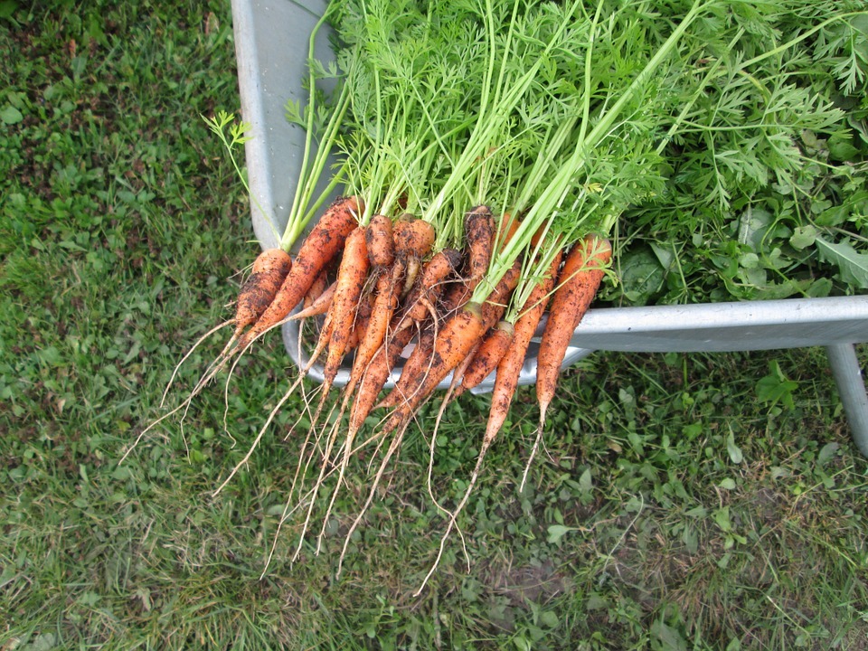self grown carrots freshly harvested and placed on top of a wheel barrow