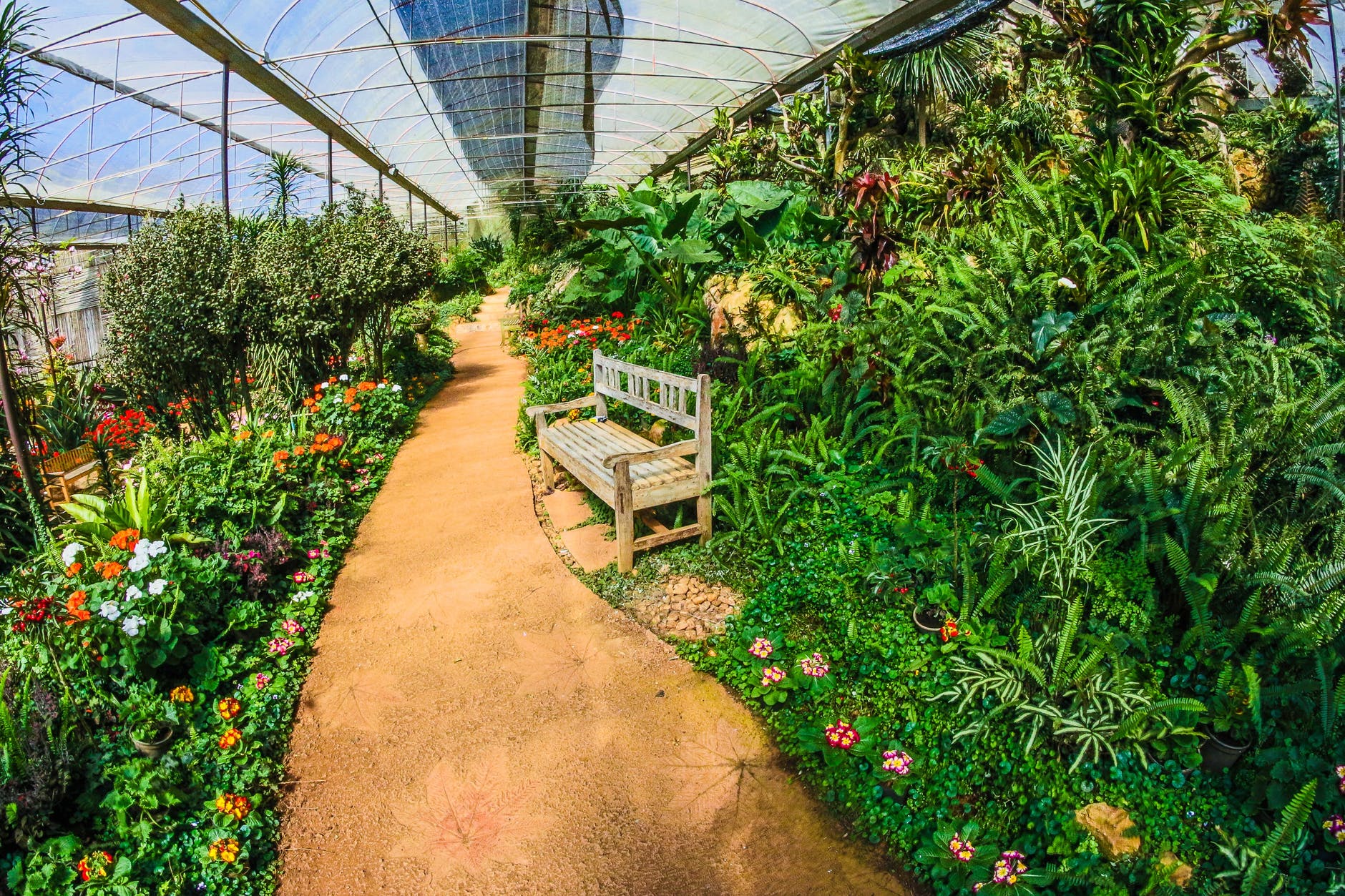 A greenhouse garden with bench