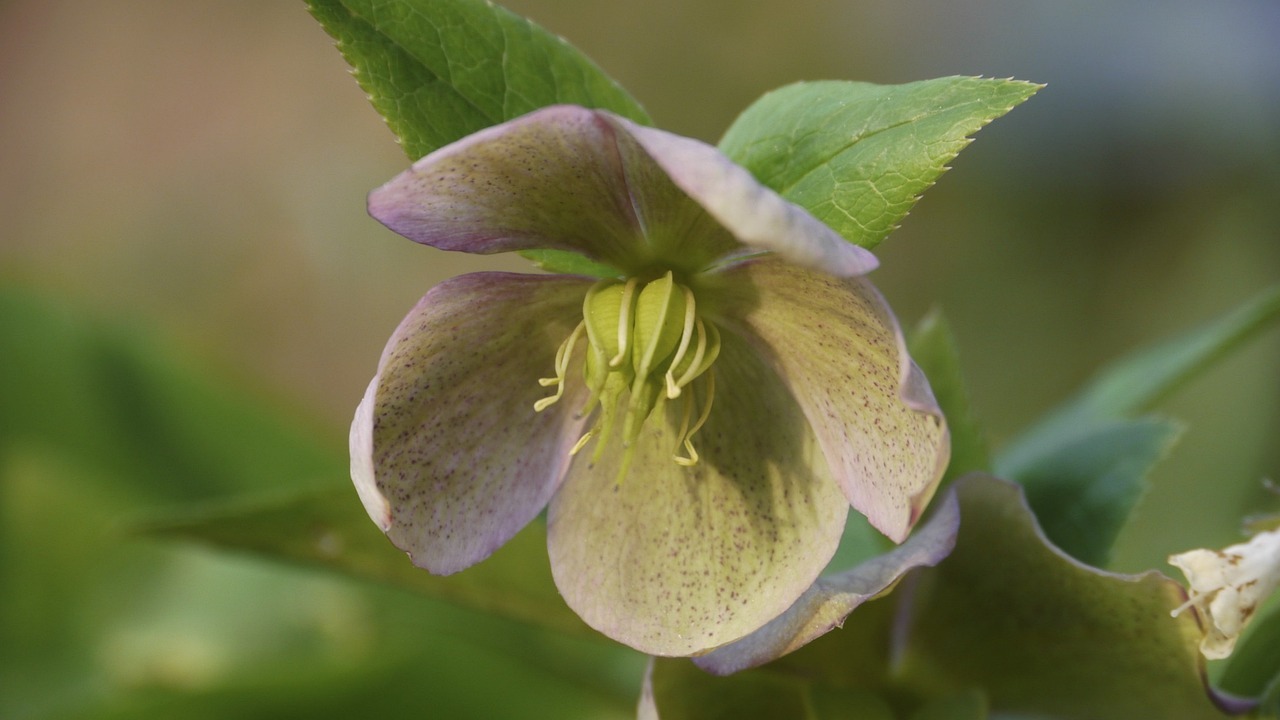 Yard and Garden Perennial Flowers: Common Types of Hellebore Flowers