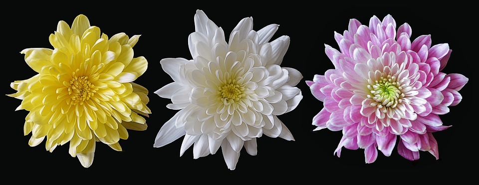 chrysanthemum with different colors