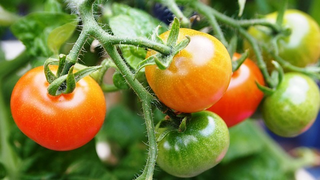 Five Great Tomato Growing Tips