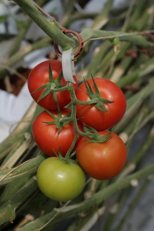 Five Great Tomato Growing Tips