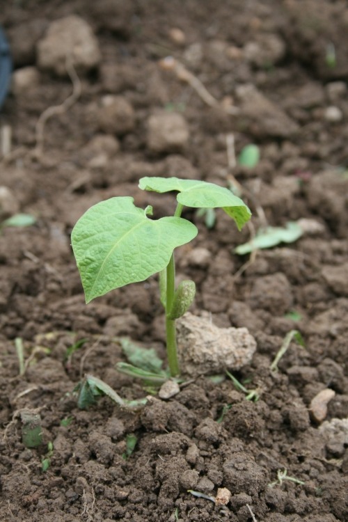 Growing Beans in Your Home Garden