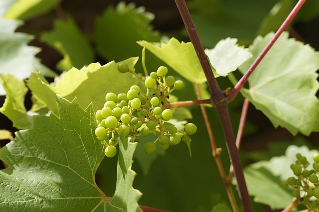 Growing Grapes