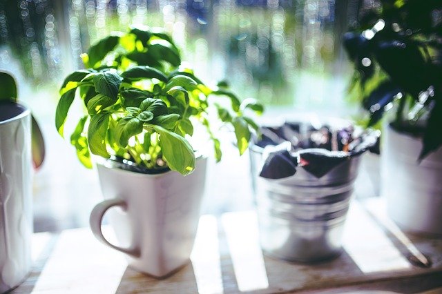 Growing Herbs in Containers Fun, Useful and Healthy!