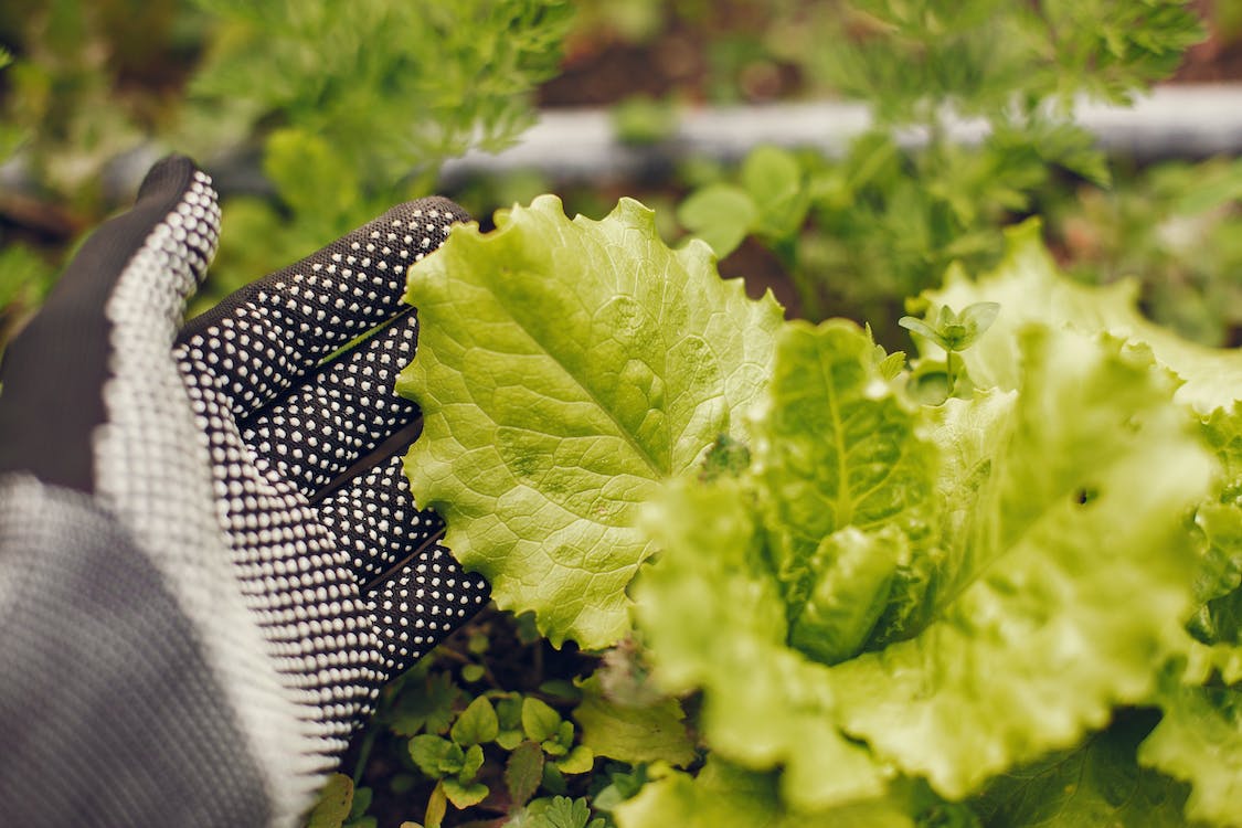Growing Lettuce is Quick and Simple