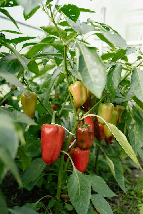 Growing Peppers