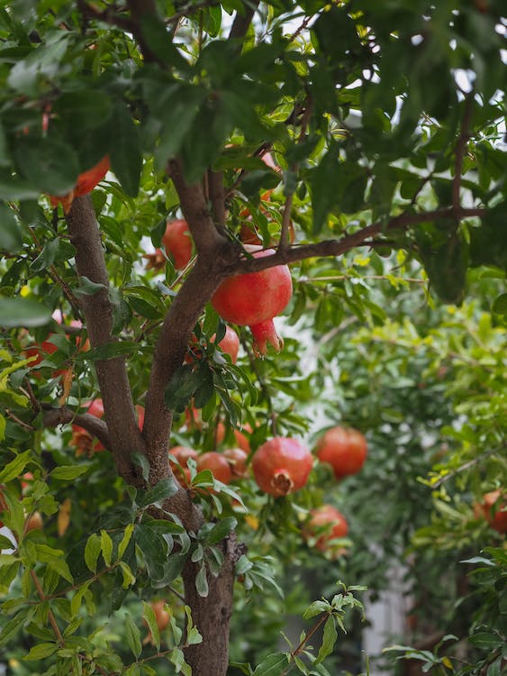 Growing Pomegranates