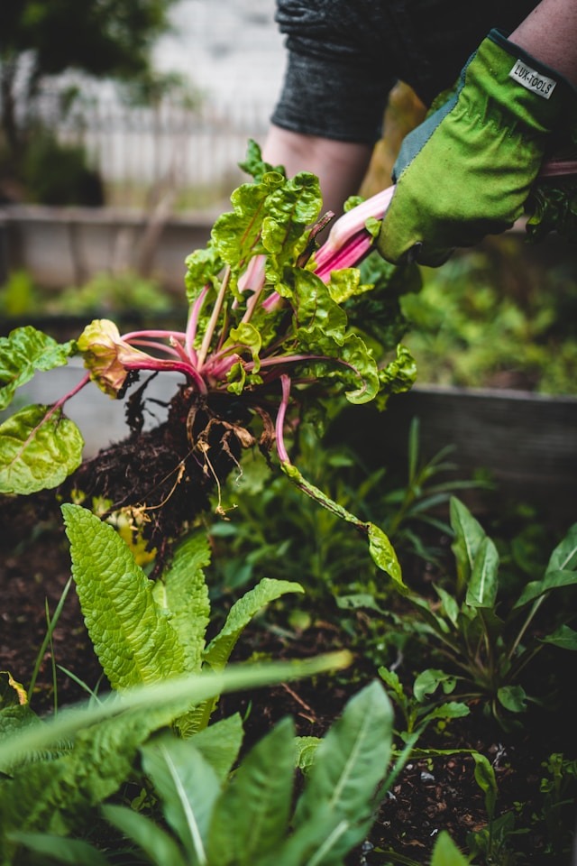 Growing Rhubarb – As Simple As It Gets!