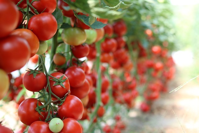 How to Grow Tomatoes in Abundance