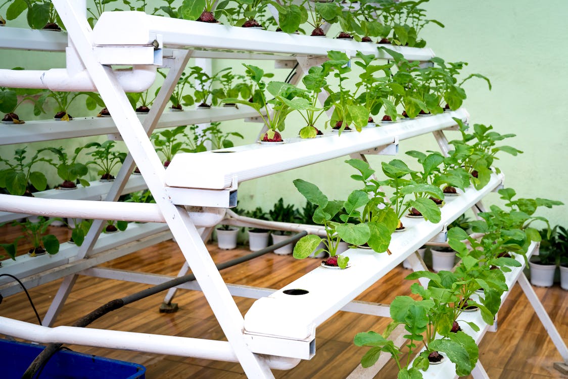 Our Vertical Hydroponic Growing Setup